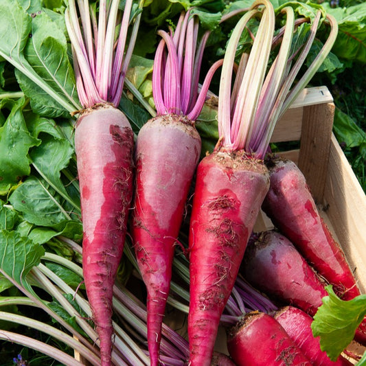 Rote Bete ‘Geante rouge’ - Bakker