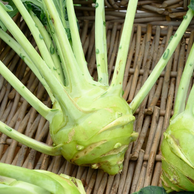 Kohlrabi Superschmelz - Bakker