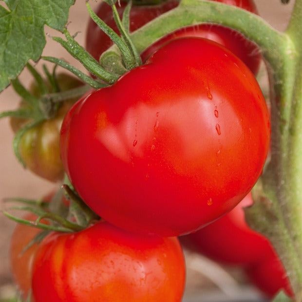 Samen für Tomaten - Tomaten-Kollektion 'Savoureuse' - Collection 3 tomates savoureuses (coeur de boeuf, saint pierre, san m