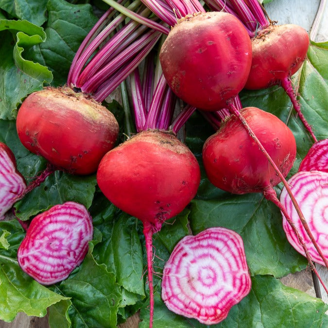 Rote Bete Chioggia - Bakker