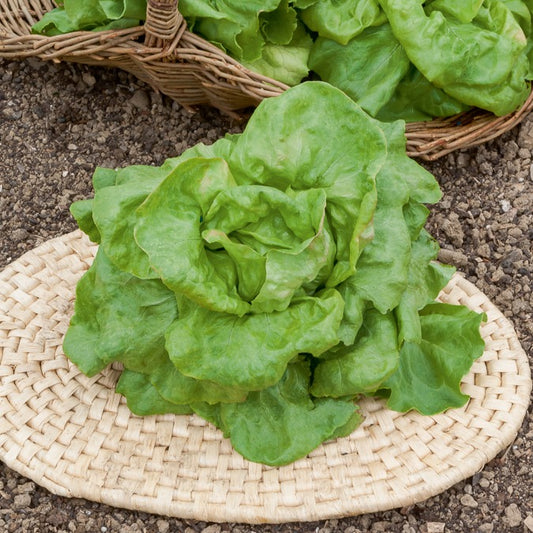 Kopfsalat ‘Du Bon Jardinier’ - Bakker