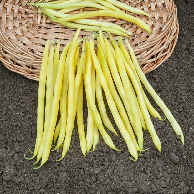 Collection de 3 haricots assortis - Bohnen Mischung - Samen für Bohnen