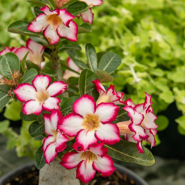 Zimmerpflanzen mit Übertopf - Wüstenrose in weißem Blumentopf - Adenium obesum