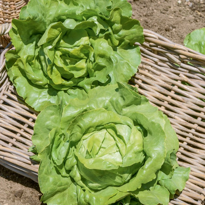Kopfsalat Sylvesta - Bakker