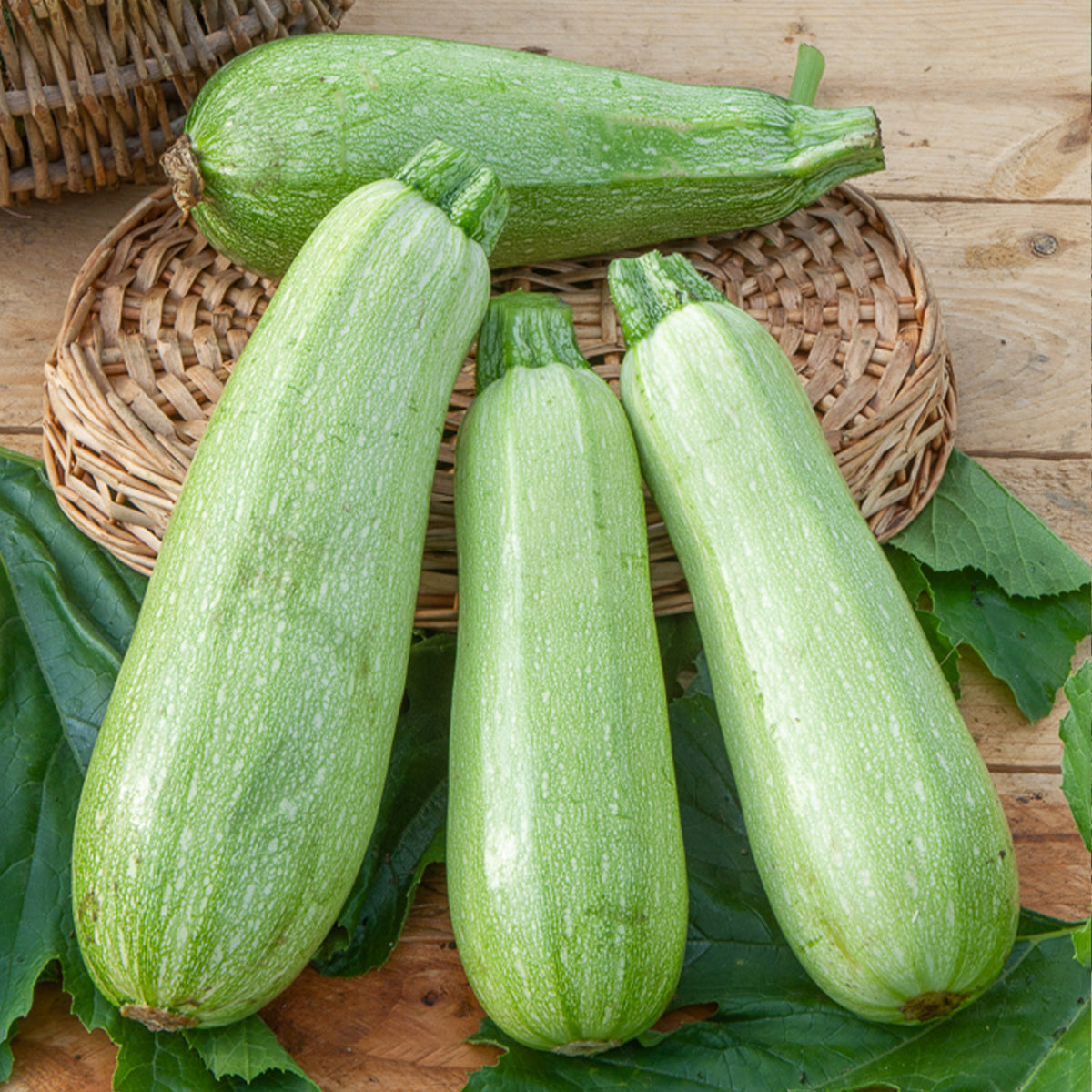 Zucchini Grey Griller F1 - Bakker