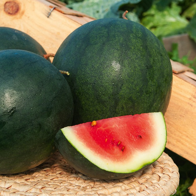 Wassermelone Citrullus 'Sugar Baby' - Citrullus lanatus sugar baby - Bakker