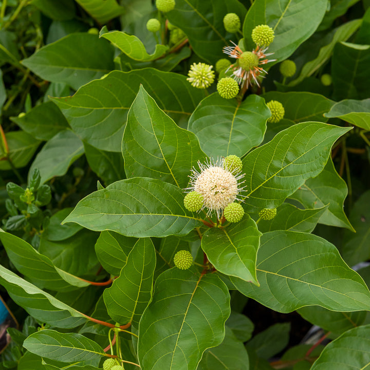 Verkauf Cephalanthus auf einem Stamm - Cephalanthus occidentalis