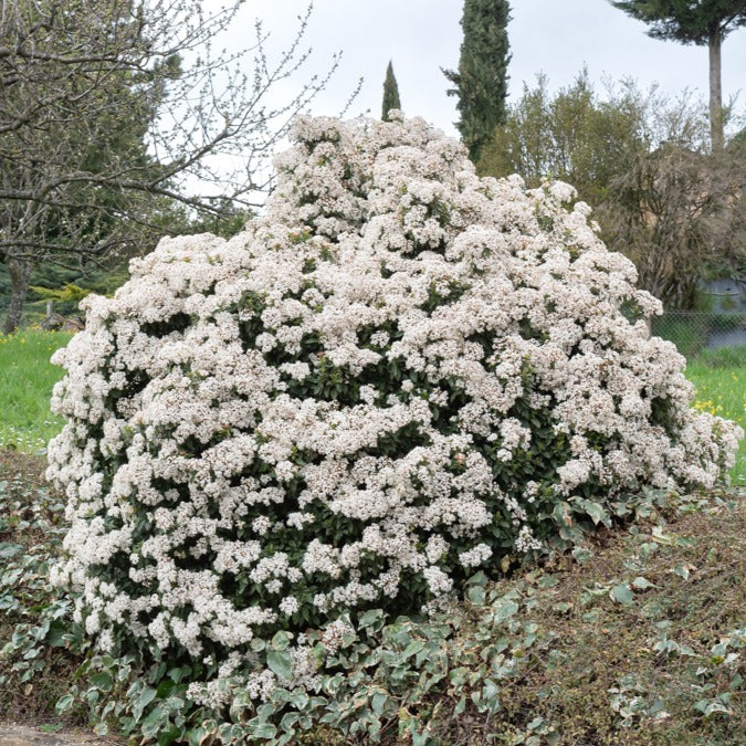 Viburnum tinus - Lorbeer-Schneeball - Viburnum