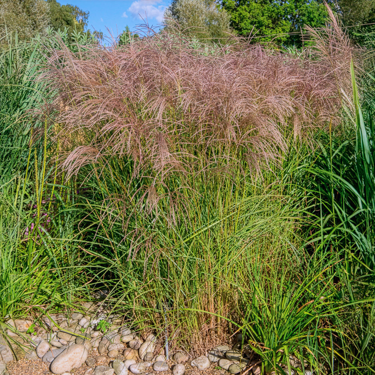 Miscanthus - Chinaschilf Flamingo - Miscanthus sinensis flamingo