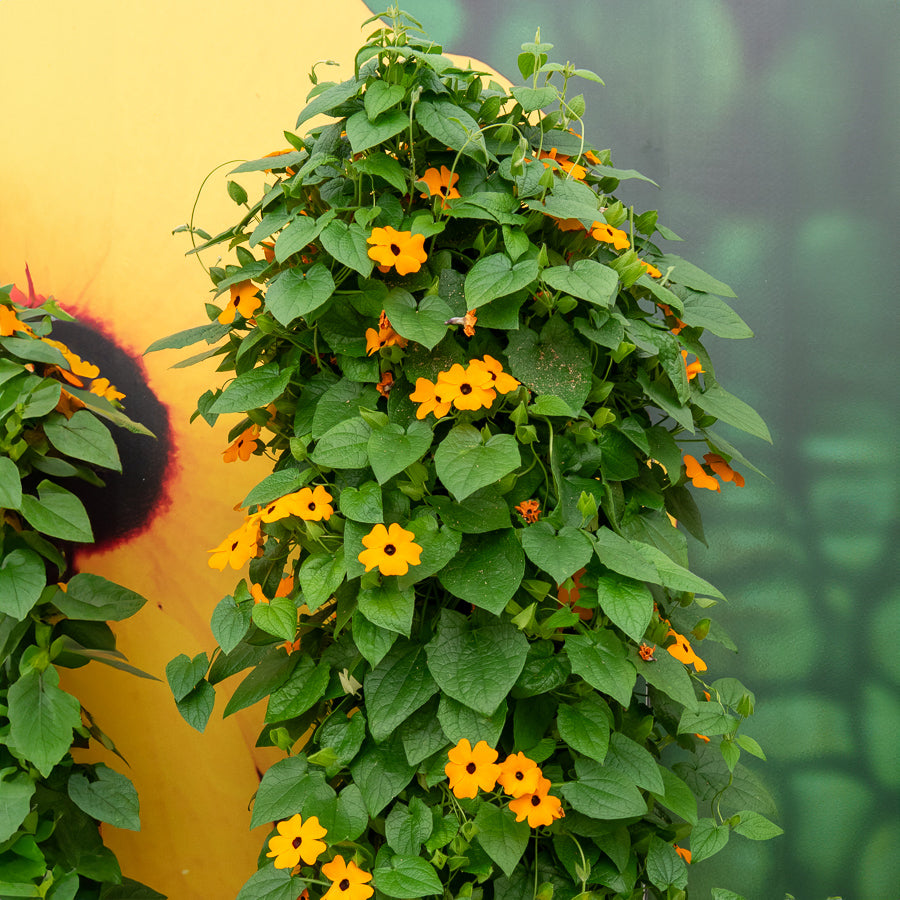 Verkauf Schwarzäugige Susanne 'Orange'