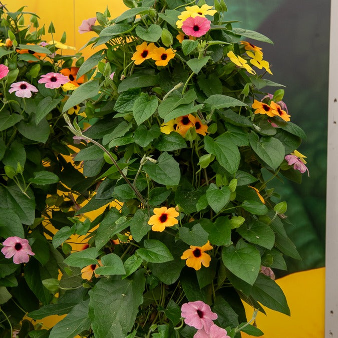 Schwarzäugige Susanne Mischung (pink, orange, weiß) (x3) - Bakker