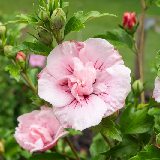 Garteneibisch ‘Pink Chiffon’ - Bakker