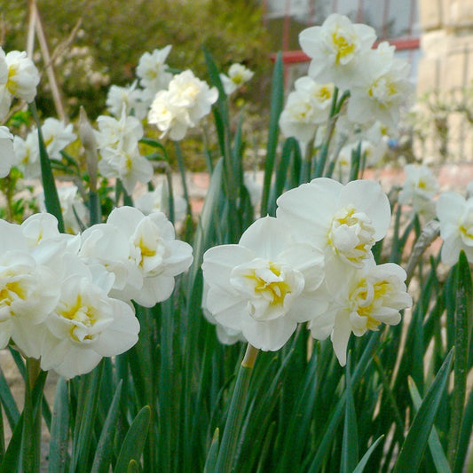 Narzissen ‘Cheerfulness’ (x5) - Bakker
