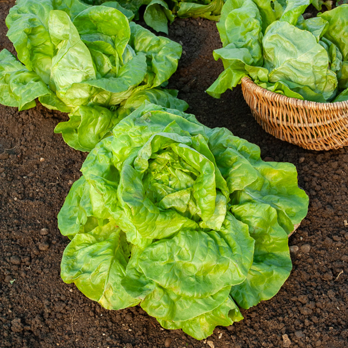 Kopfsalat Verpia - Bakker