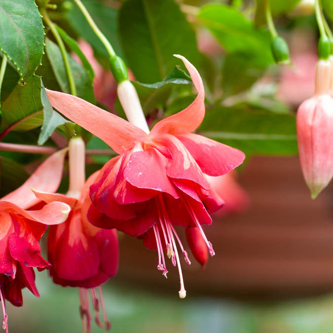Hängende Fuchsien Bicentennial (x3) - Bakker
