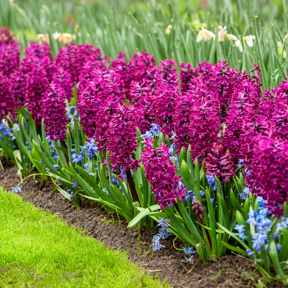 Verkauf Hyazinthe 'Woodstock' (x6) - Hyacinthus orientalis woodstock