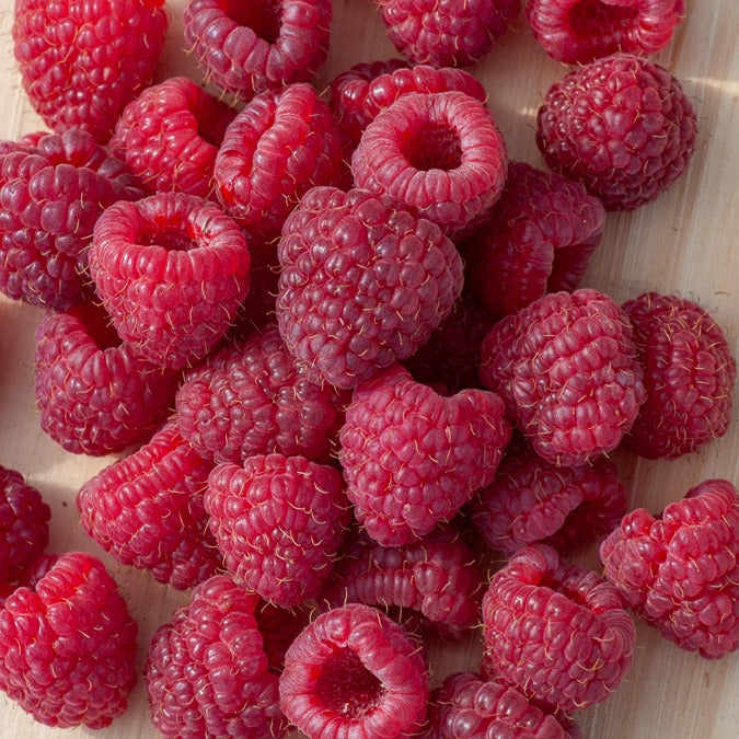 Verkauf Remontant Himbeere Heritage - Rubus idaeus Heritage