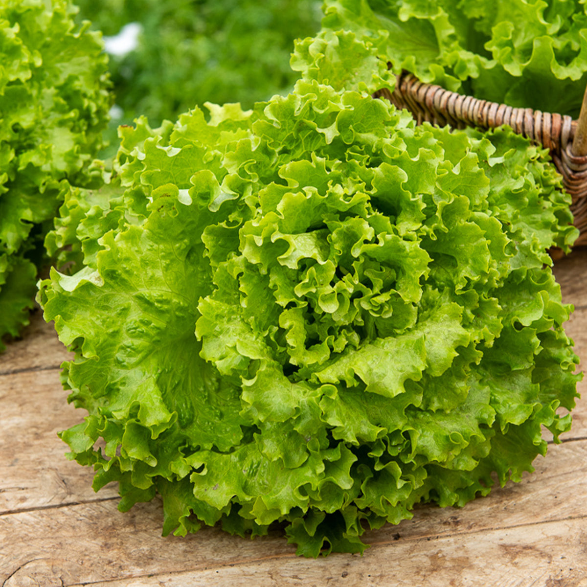 Bataviasalat Florine - Lactuca sativa capitata florine - Bakker
