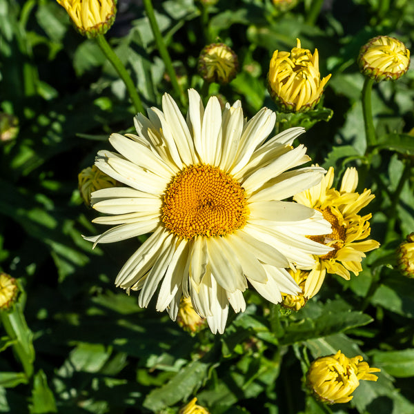 Margeriten Banana Cream (x2) - Leucanthemum superbum banana cream - Bakker