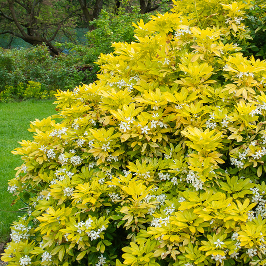 Orangenblume ‘Sundance’ - Choisya ternata Sundance Lich - Bakker