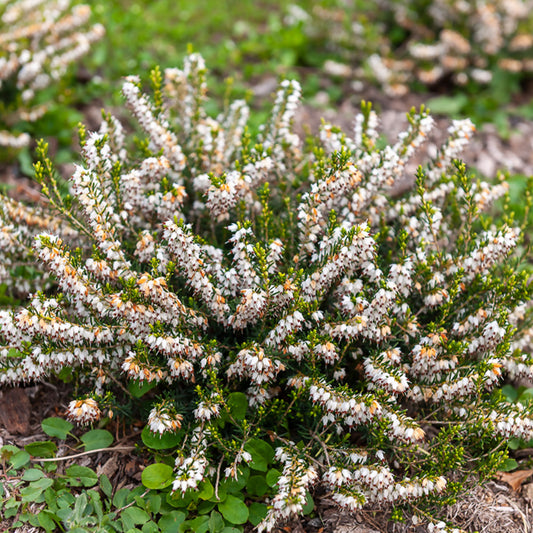 Winterheide White Glow - Bakker