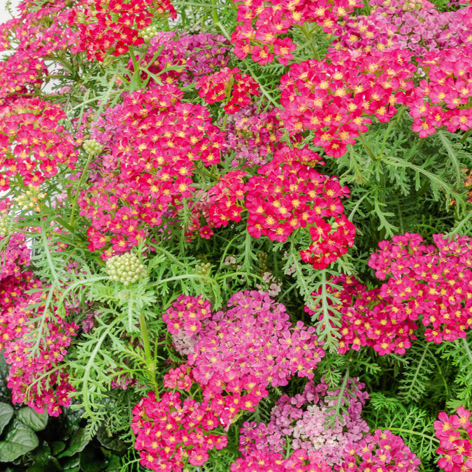 Schafgarbe Pomegranate - Achillea millefolium Pomegranate - Bakker