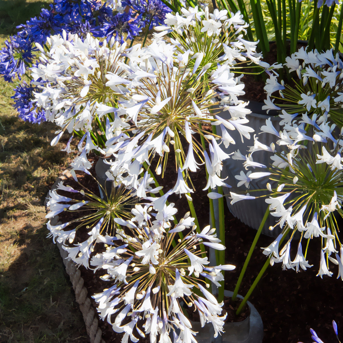 Agapanthus - Agapanthus Enigma - Agapanthus Enigma