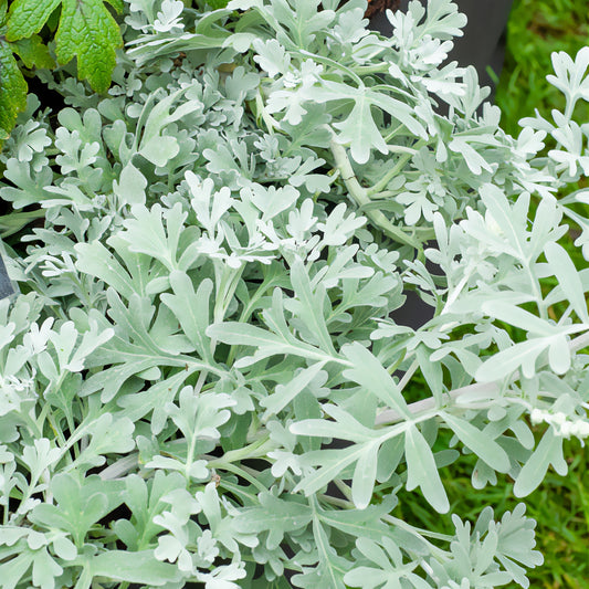 Silber-Beifuß ‘Boughton Silver’ - Bakker
