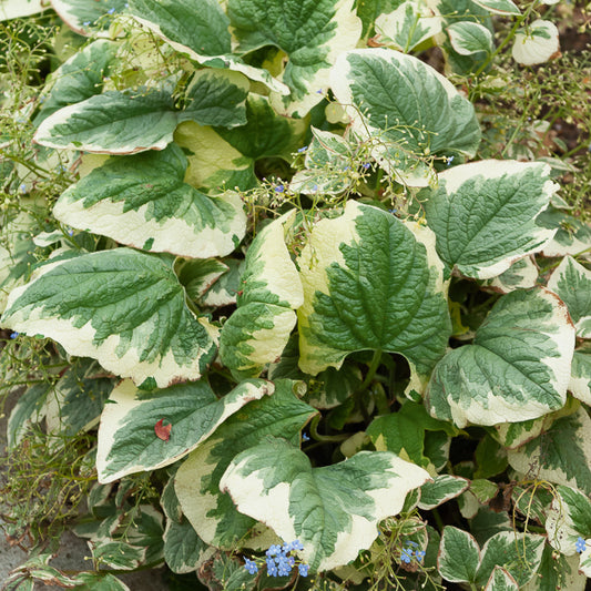 Panaschiertes Kaukasus-Vergissmeinnicht - Bakker
