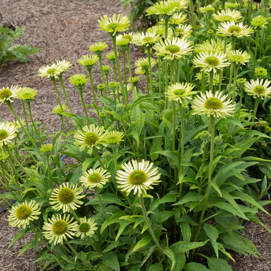 Sonnenhut ‘Green Jewel’ - Bakker