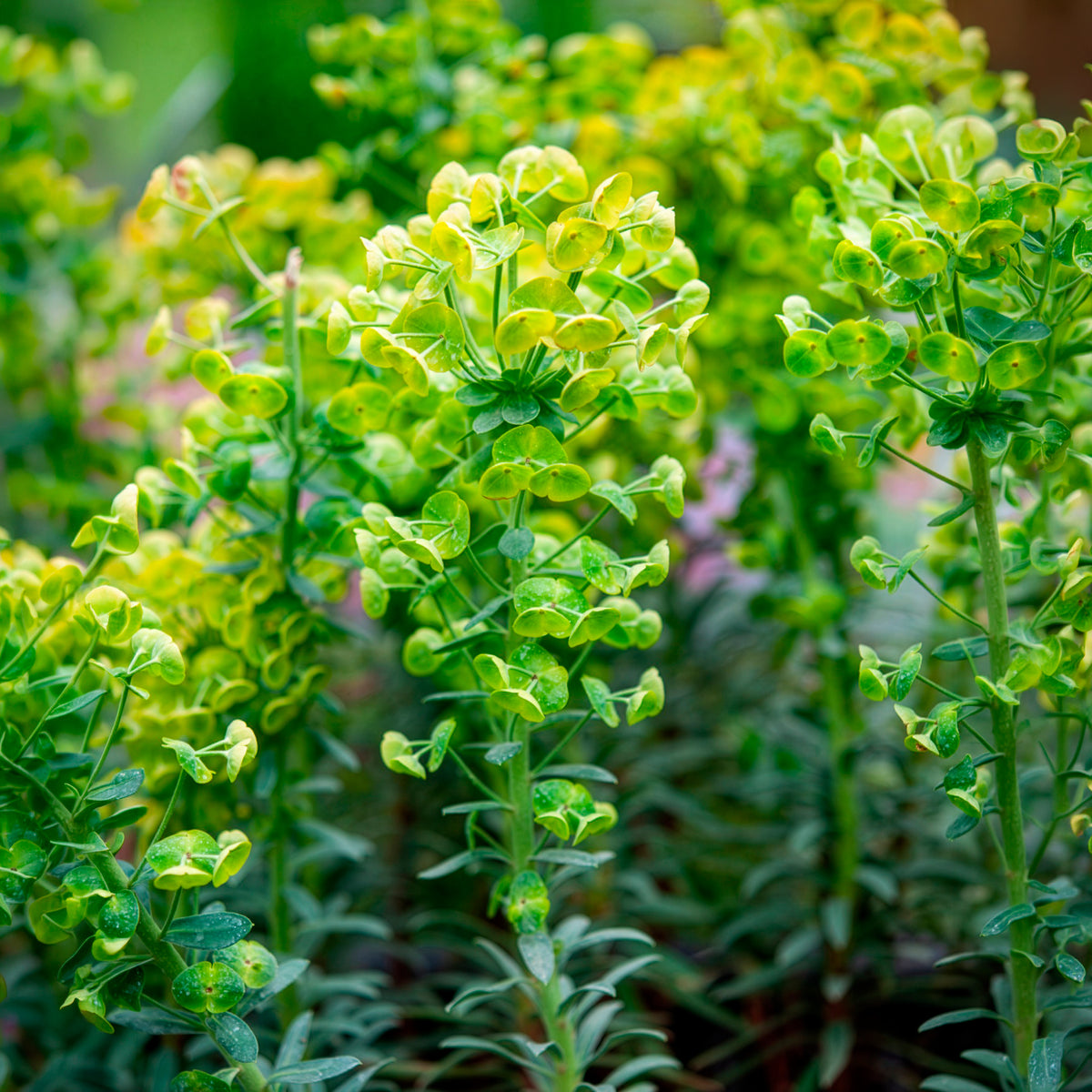 Euphorbia characias blue wonder - Walzen-Wolfsmilch ‘Blue Wonder’ - Wolfsmilch