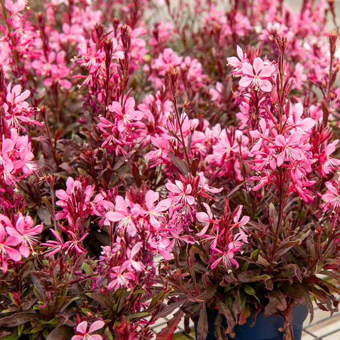 Prachtkerze Crimson Butterflies - Bakker