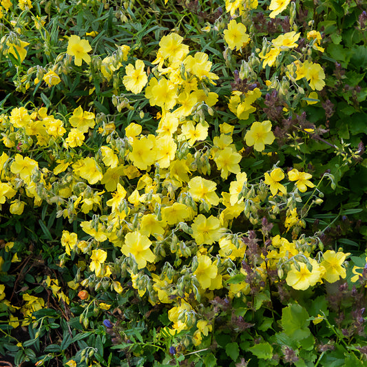 Sonnenröschen 'Golden Queen' - Bakker