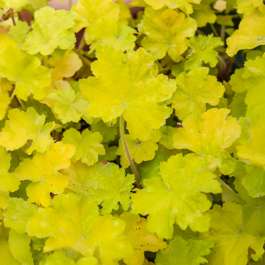 Purpurglöckchen Citronelle ® - Bakker