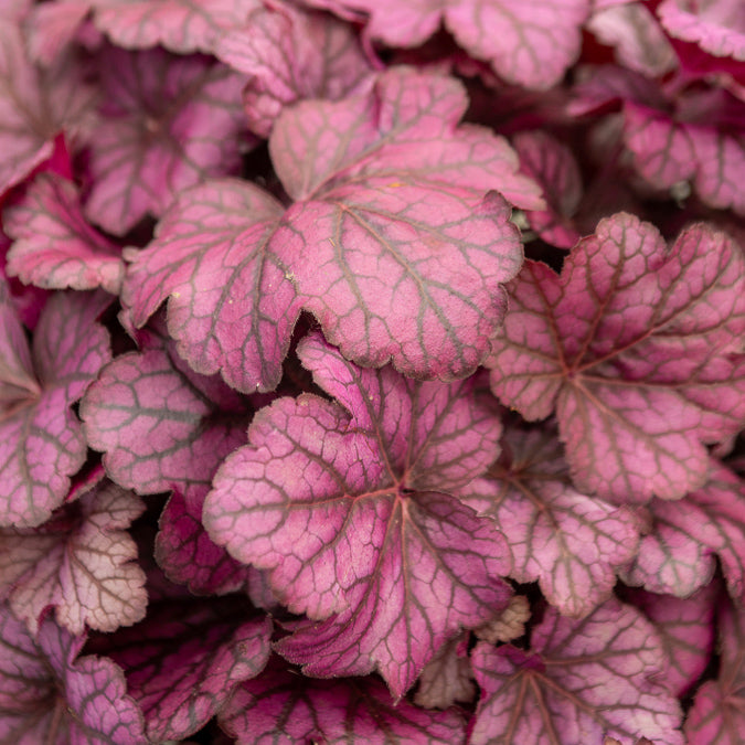Verkauf Heuchera Wild Rose