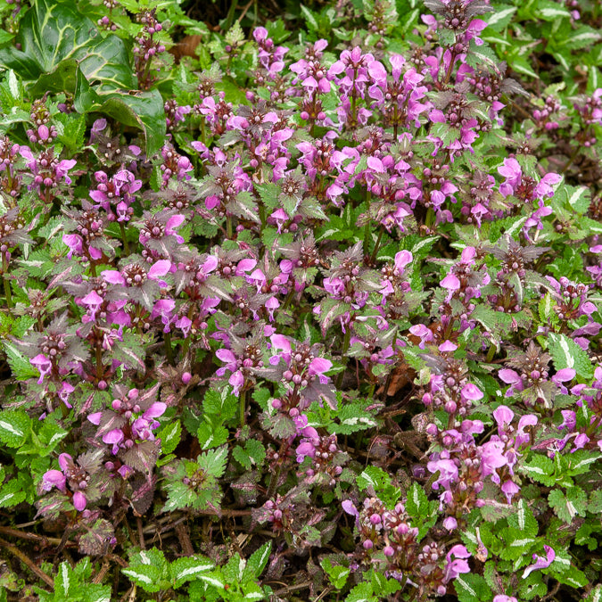 Gefleckte Taubnessel 'Roseum' - Bakker