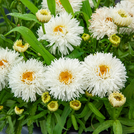 Großblumige Margerite Laspider - Bakker