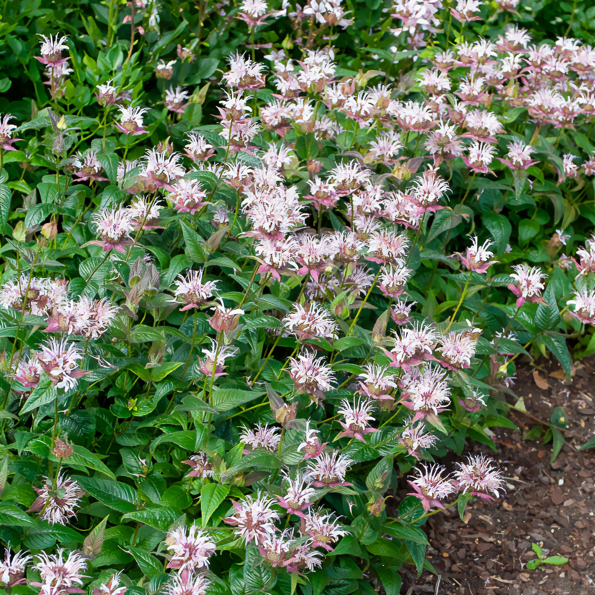 Monarde - Indianernessel Wilde Bergamotte - Monarda bradburiana