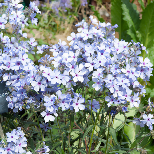 Wald-Phlox ‘Chattahoochee’ - Bakker