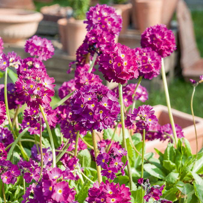 Gezackte Primel Rubin - Primula denticulata Rubin - Bakker