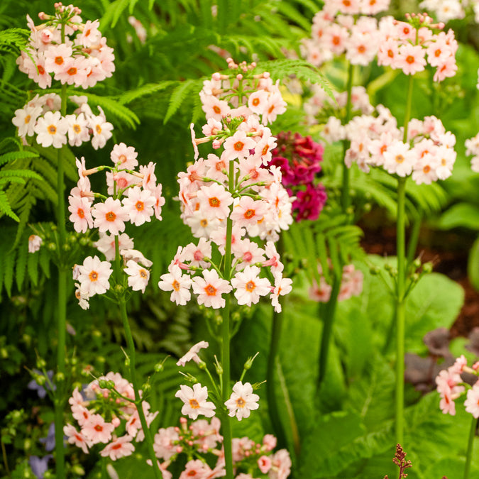 Blühende Stauden - Japanische Etagenprimel Apple Blossom - Primula japonica Apple Blossom