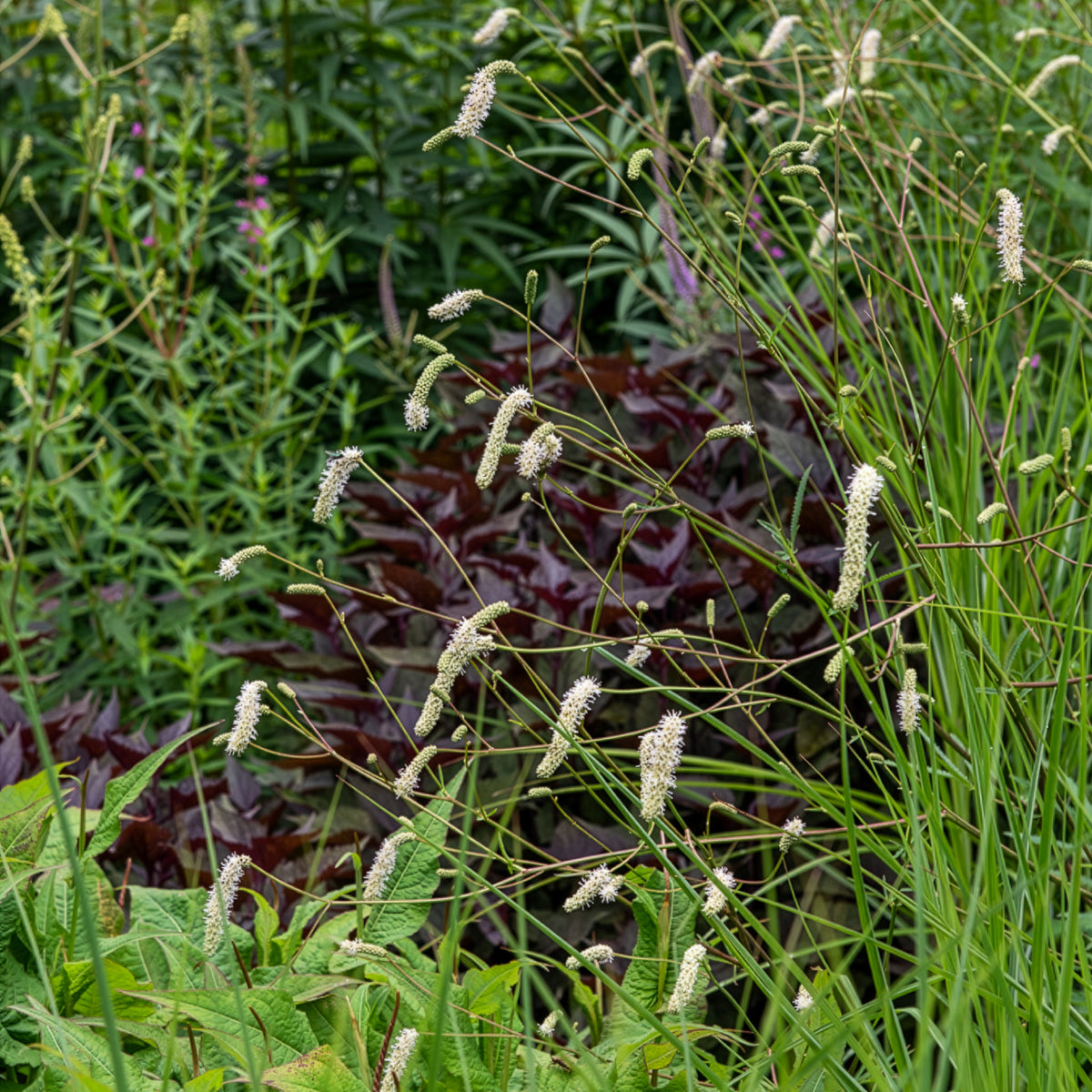 Wiesenknopf Alba - Sanguisorba tenuifolia - Bakker