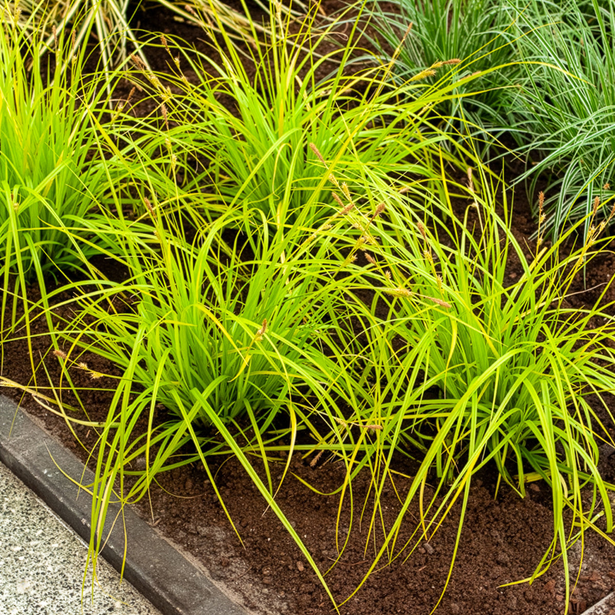 Japan-Segge Everillo - Carex oshimensis Everillo - Bakker