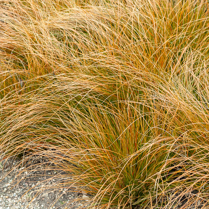 Orange Segge - Bakker