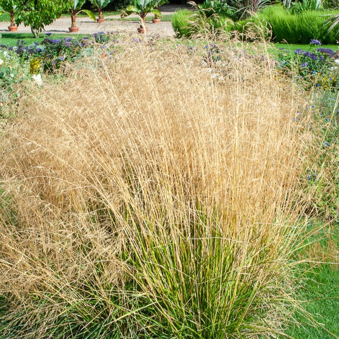 Schmiele 'Goldtau' - Deschampsia cespitosa goldtau - Bakker