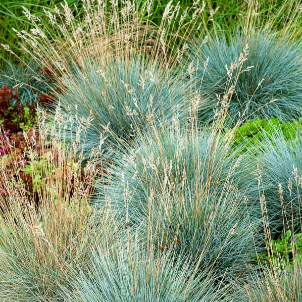 Blau-Schwingel 'Elijah Blue' - Bakker