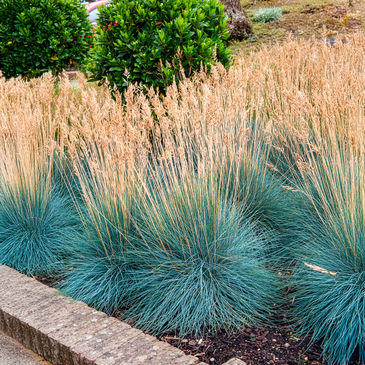 Festuca glauca Elijah Blue - Blau-Schwingel 'Elijah Blue' - Schwingel