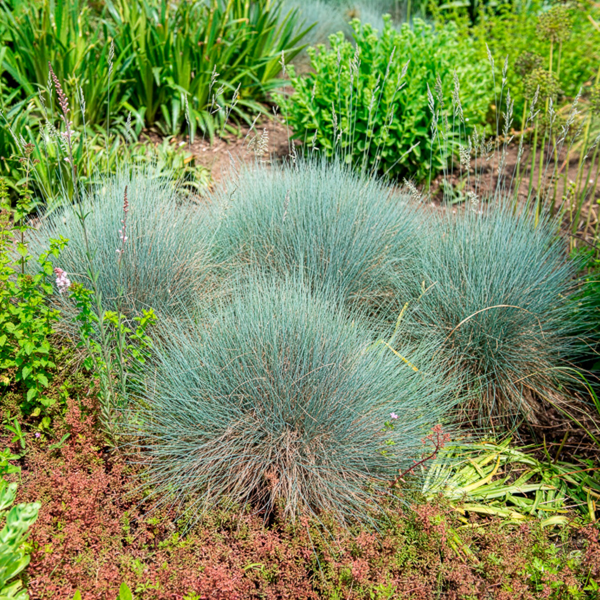Schwingel - Blau-Schwingel 'Elijah Blue' - Festuca glauca Elijah Blue