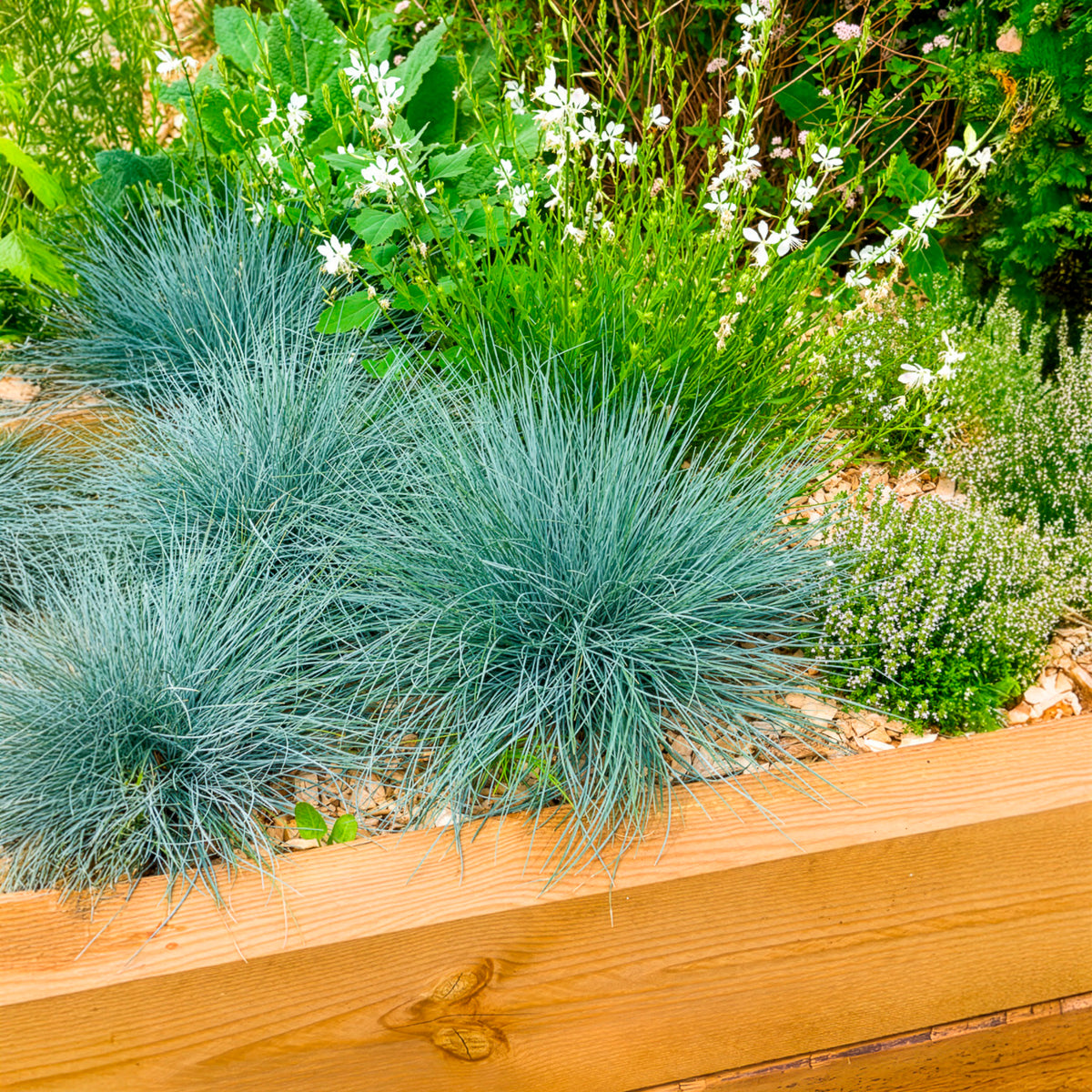 Blau-Schwingel 'Elijah Blue' - Festuca glauca Elijah Blue - Bakker