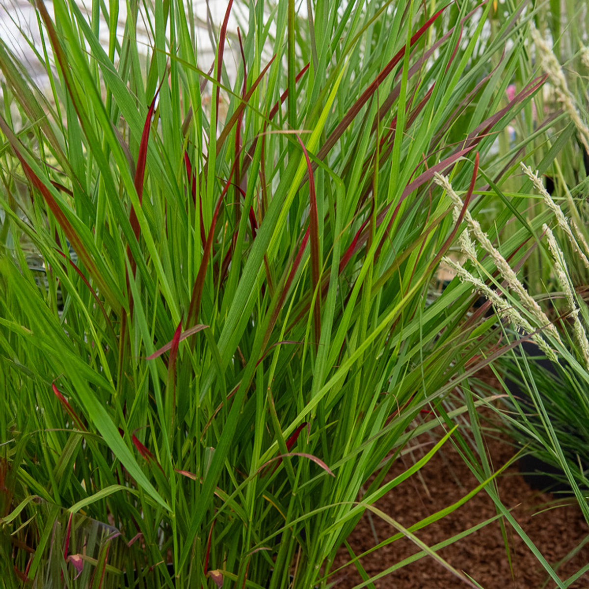 Rutenhirse Squaw - Bakker